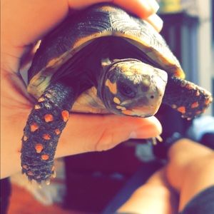 Meet your Posher, Freddy